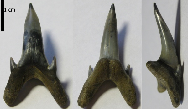 зубы, эоцен, Elasmobranchii, Киев, teeth