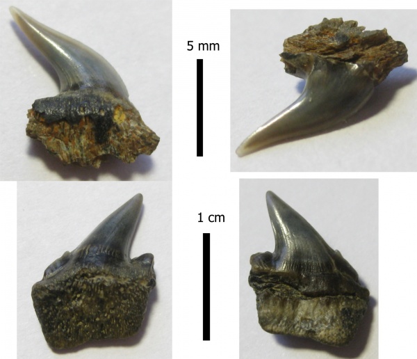 эоцен, зубы акул, Elasmobranchii, Notorhynchus, Киев, Hexanchus, Hexanchiformes, shark teeth