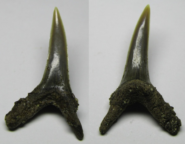 Марокко, маастрихт, зубы акул, Elasmobranchii, Carcharias, Bakrit oil shale