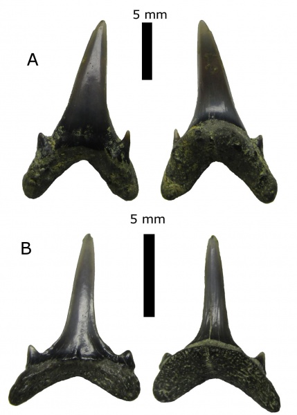 зубы, Eostriatolamia, зубы акул, Elasmobranchii, Канев, Odontaspididae