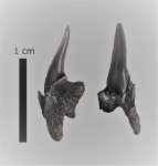 Pseudoscapanorhynchus cf. compressidens