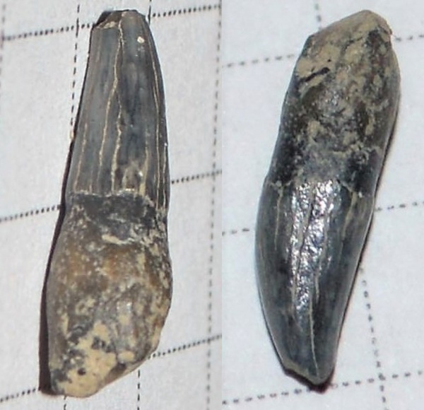 США, зубы, китообразные, плиоцен, дельфины, Cetacea, mammalia