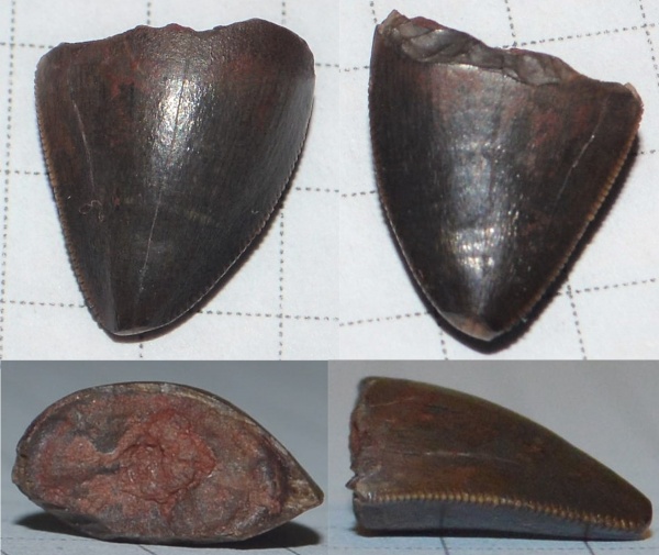 рептилии, триас, США, зубы, Phytosauria, Machaeroprosopus