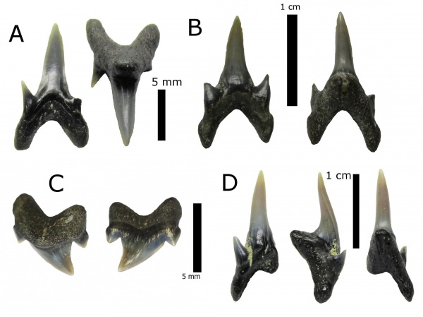 зубы, акулы, Leptostyrax, зубы акул, Elasmobranchii, Protolamna, Канев, Pseudoscapanorhynchus, Pseudoscapanorhynchidae