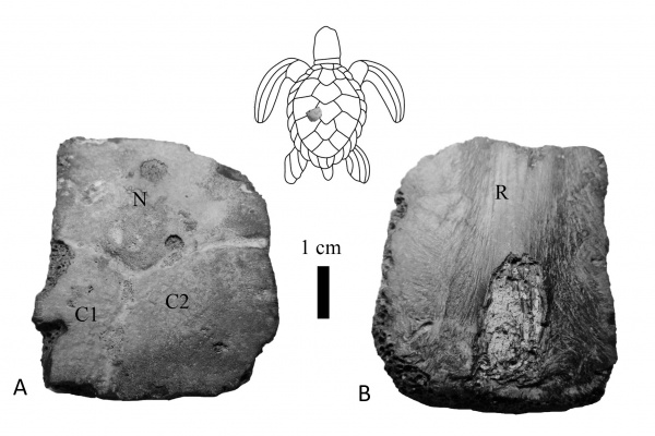 рептилии, черепахи, эоцен, Киев, Testudines