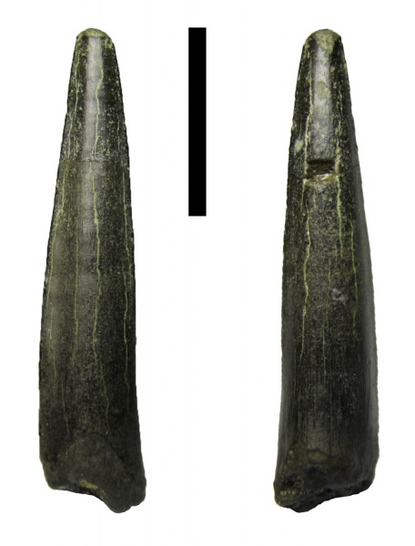 рыбы, зубы, альб, Канев, Enchodus, Enchodus petrosus