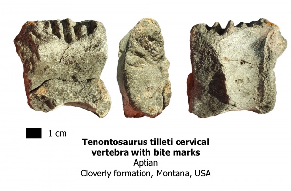 рептилии, динозавры, США, апт, Tenontosaurus