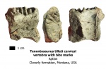 Позвонок Tenontosaurus со следами укуса