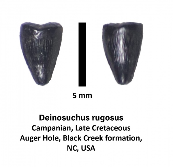 мел, США, крокодилы, зубы, кампан, Deinosuchus