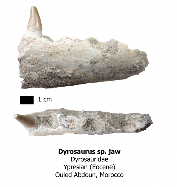 рептилии, крокодилы, эоцен, Марокко, Dyrosaurus