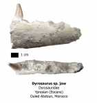 Челюсть крокодила Dyrosaurus