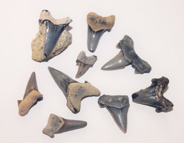 акулы, альб, зубы акул, Cretoxyrhina, Elasmobranchii, Канев, Cretoxyrhina vraconensis