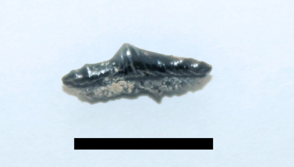 зубы, акулы, альб, зубы акул, Polyacrodus, Elasmobranchii, Канев, Hybodontiformes