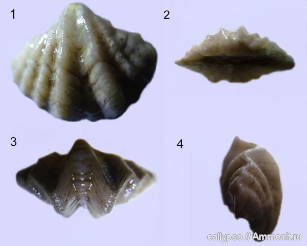 брахиоподы, Spiriferida, Paeckelmanellidae, казанский ярус, Odontospirifer subcristatus, Odontospirifer