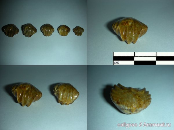 оксфорд, Ivanoviella, Ivanoviella alemanica, Rhynchonellida, Oxfordian