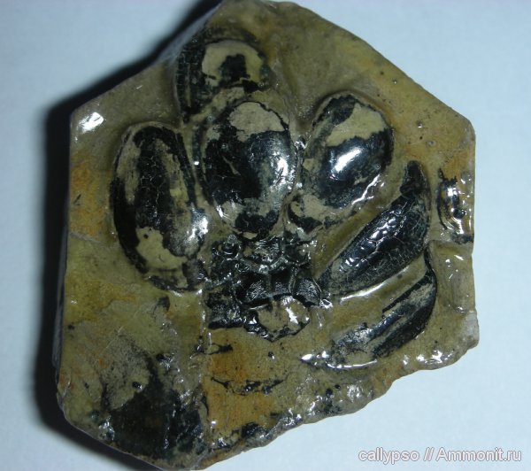 Ярославская область, Плауны, Pleuromeia, Pleuromeia rossica, Тихвинское