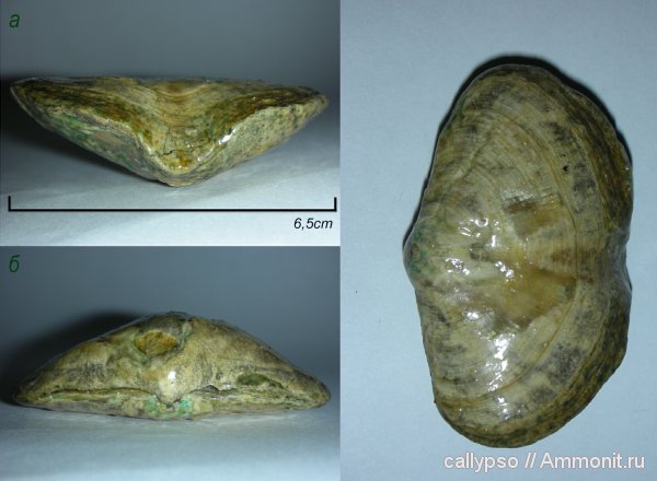 Athyridida, казанский ярус, Pinegathyris, Pinegathyris royssiana