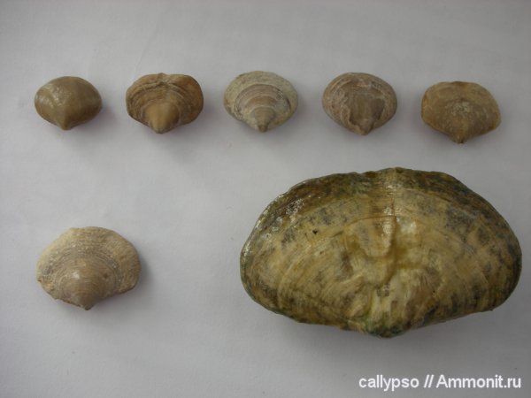 Athyrididae, Athyridida, казанский ярус, Pinegathyris, Pinegathyris royssiana