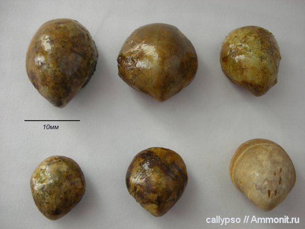 оксфорд, Terebratulida, Aulacothyris, Aulacothyris impressa, Oxfordian