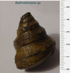 Bathrotomaria reticulata.