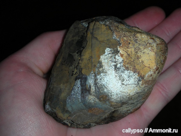 двустворчатые моллюски, Arcicardium acardo