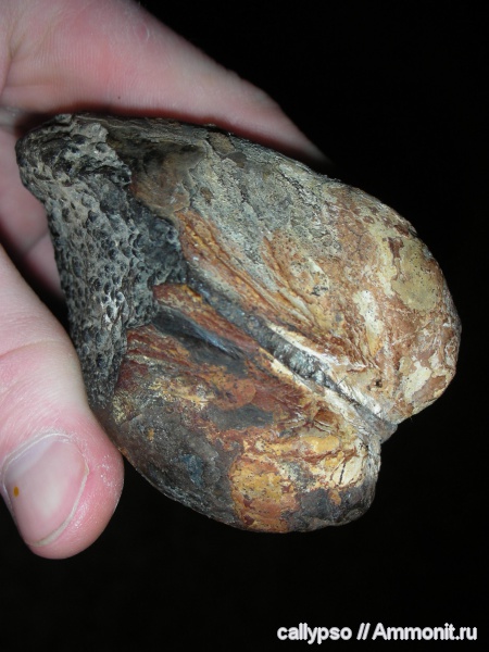 двустворчатые моллюски, Arcicardium acardo