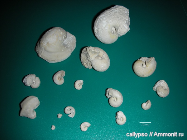 Bellerophon, Нижегородская область