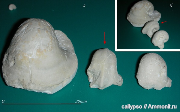 Bellerophon, брюхоногие моллюски, Нижегородская область, Pharkidonotus