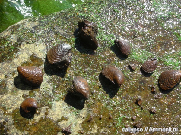 Buchia, Buchia fischeriana