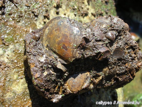 двустворчатые моллюски, Глебово, Entolium, Entolium erraticum