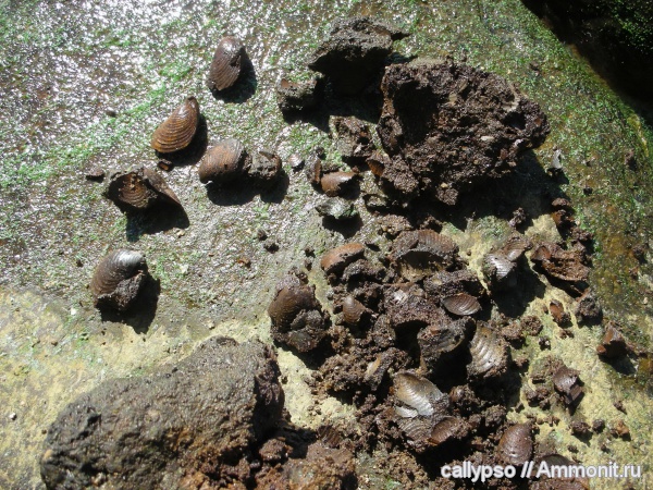 Buchia, Buchia fischeriana