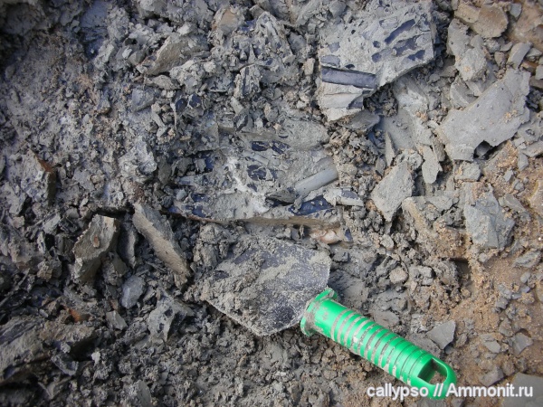 Pleuromeia, Pleuromeia rossica, Pleuromeiaceae, Lycopodiophyta