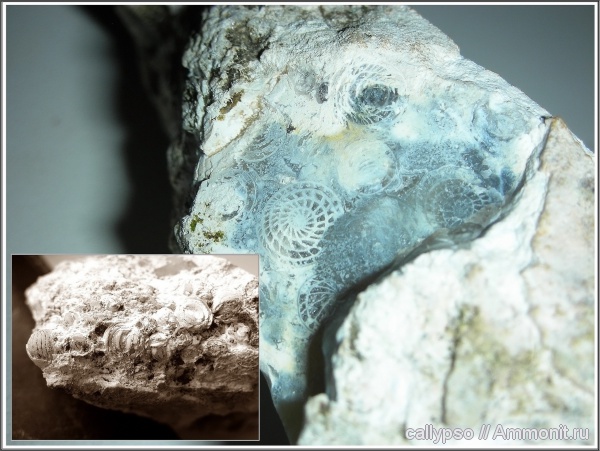 фораминиферы, ассельский ярус, Schwagerina