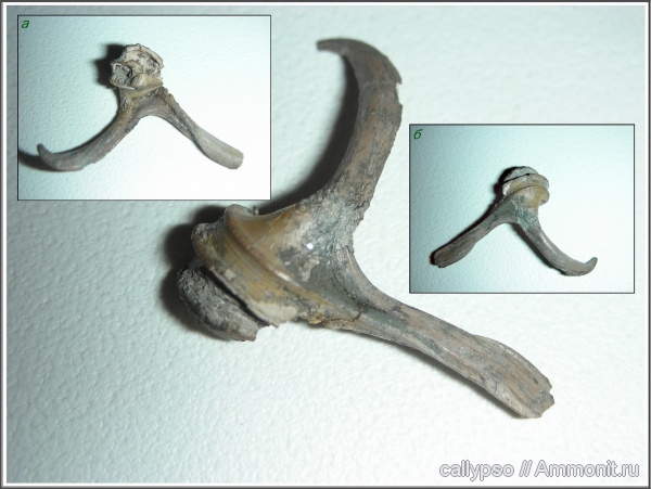 келловей, Dicroloma, Aporrhaidae, Callovian, Middle Jurassic