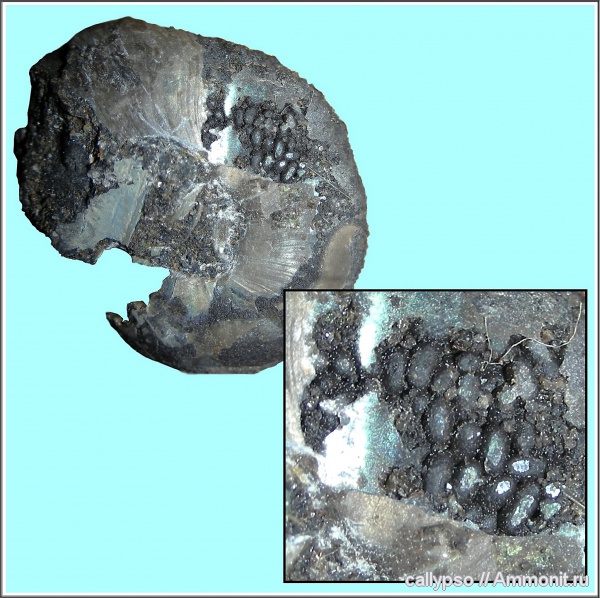 Kachpurites, копролиты, Kachpurites subfulgens, Volgian, Фекальные пеллеты