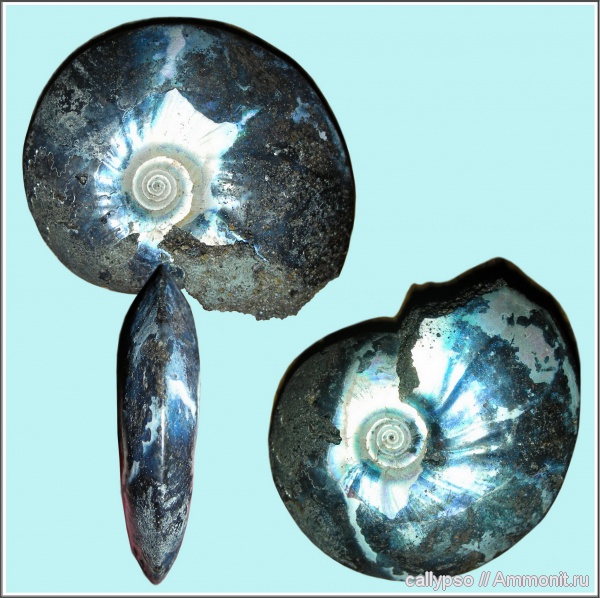 Garniericeras, Garniericeras catenulatum