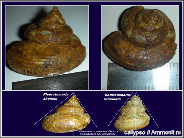 оксфорд, Pleurotomaria, Pleurotomaria okensis, Oxfordian