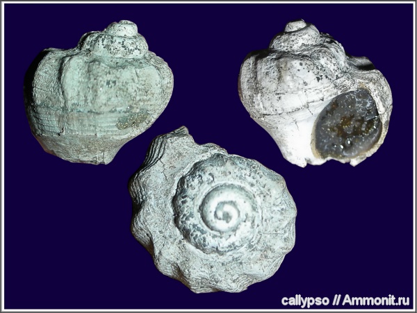 Purpurina, Muricidae, purpurina plicata