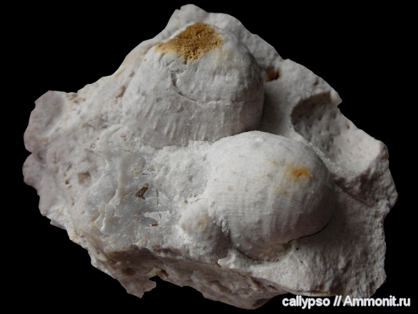 Productida, Cancrinella, Cancrinella cancrini, Aulosteges, Aulostegidae, Linoproductinae