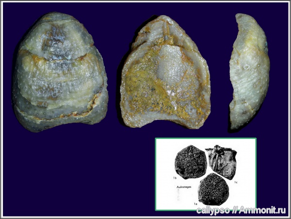 Productida, казанский ярус, Aulosteges, Aulostegidae, Aulosteges wangenheimi