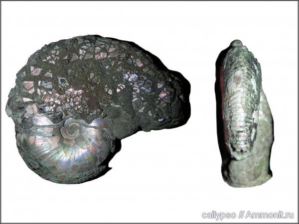 Funiferites, Funiferites patruus, Cadoceratinae, Cardioceratidae