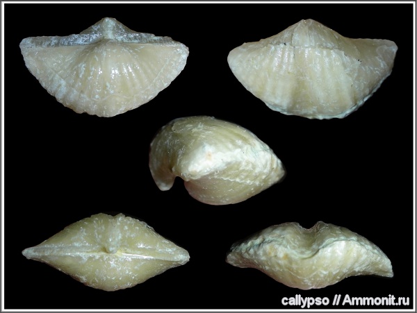 Brachythyrina, Brachythyrina strangwaysi, Spiriferida