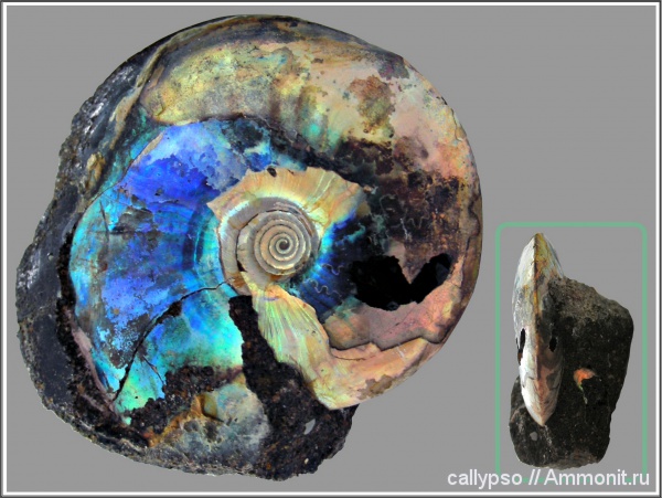 Garniericeras, Garniericeras catenulatum