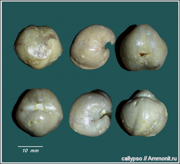 Spiriferida, Cyrtospiriferidae, Wenjukovispirifer, Cyrtiopsinae, Wenjukovispirifer brodi