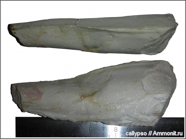 Pteronites, Pinnidae, Dysodonta