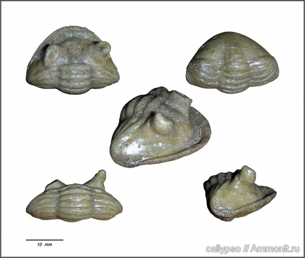 Asaphus, Asaphidae, Asaphida