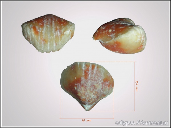 Rhynchonellida, Terebratuloidea triplicata, Terebratuloidea