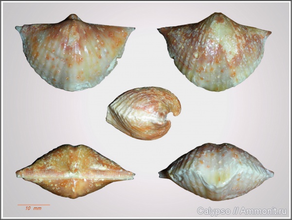 Brachythyrina, Spiriferida, Brachythyrina kleini, Brachythyrina subrotundata