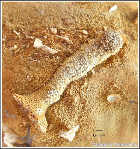 казанский ярус, Trepostomida