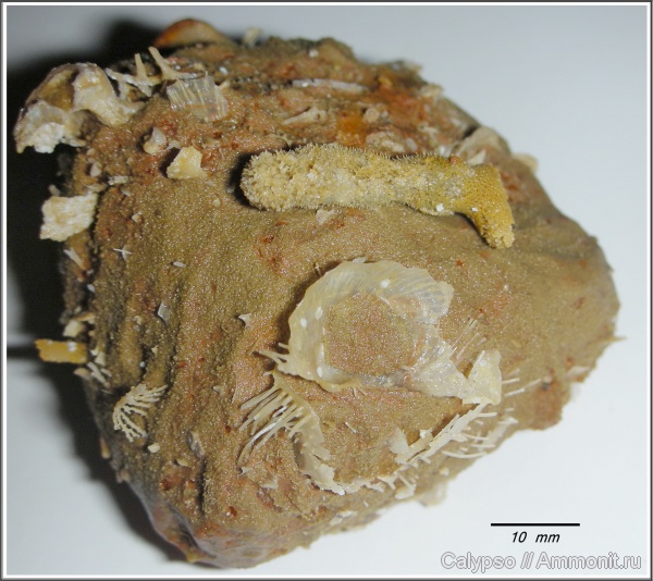 Productida, Cancrinella, казанский ярус, Trepostomida, Linoproductinae